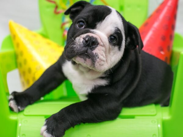 English Bulldog DOG Male Black & White 15129 Petland Wichita, Kansas