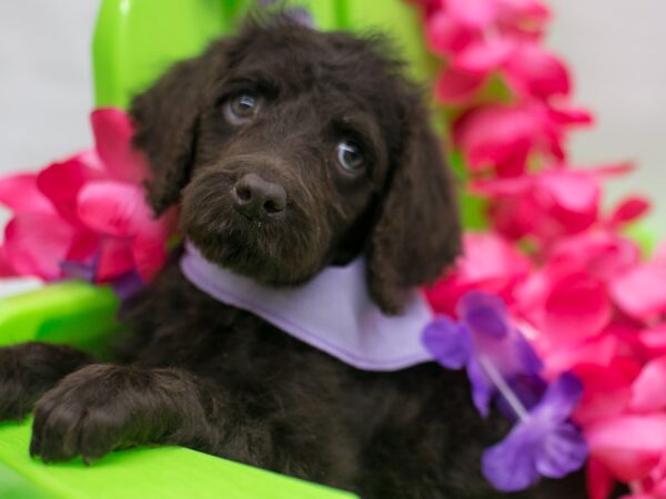 Standard Poodle-DOG-Female-Chocolate-15128-Petland Wichita, Kansas