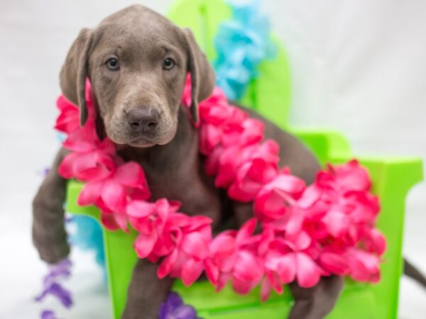 Labrador Retriever-DOG-Female-Silver-15127-Petland Wichita, Kansas