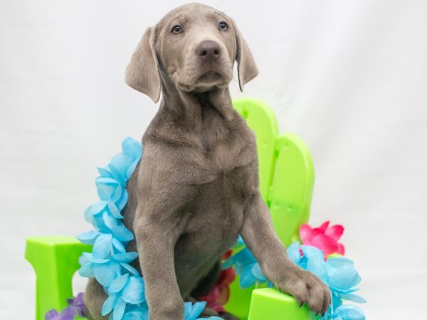 Labrador Retriever DOG Male Silver 15126 Petland Wichita, Kansas