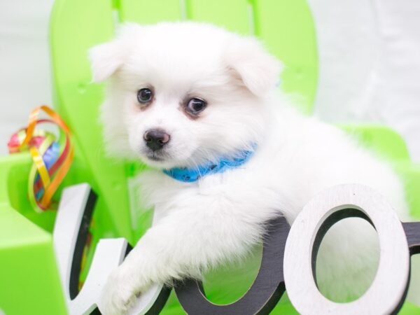 Miniature American Eskimo DOG Male White 15125 Petland Wichita, Kansas