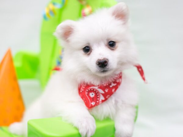 Miniature American Eskimo DOG Male White 15124 Petland Wichita, Kansas