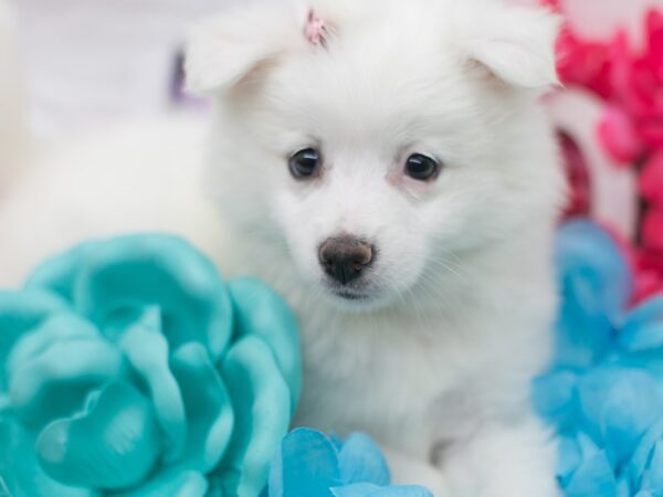 Miniature American Eskimo DOG Female White 15123 Petland Wichita, Kansas