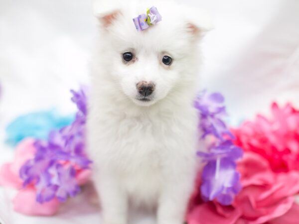 Miniature American Eskimo DOG Female White 15122 Petland Wichita, Kansas