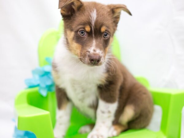 Australian Shepherd / Texas Heeler DOG Male Red Tri 15120 Petland Wichita, Kansas