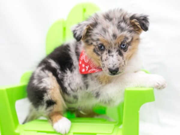 Australian Shepherd / Texas Heeler DOG Male Blue Merle 15119 Petland Wichita, Kansas