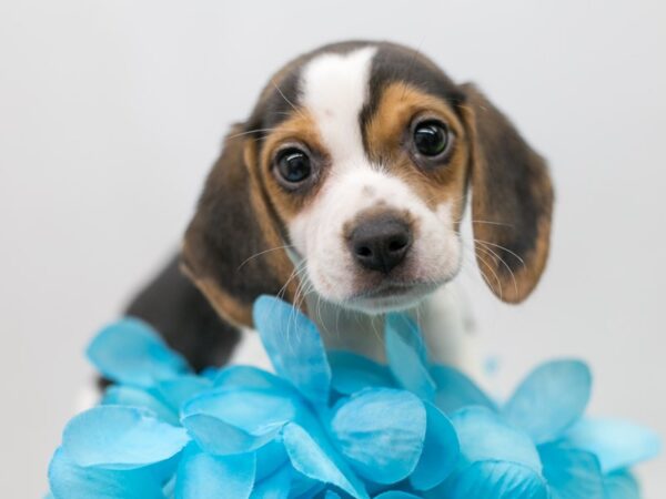 Beagle DOG Male Black Tri 15118 Petland Wichita, Kansas