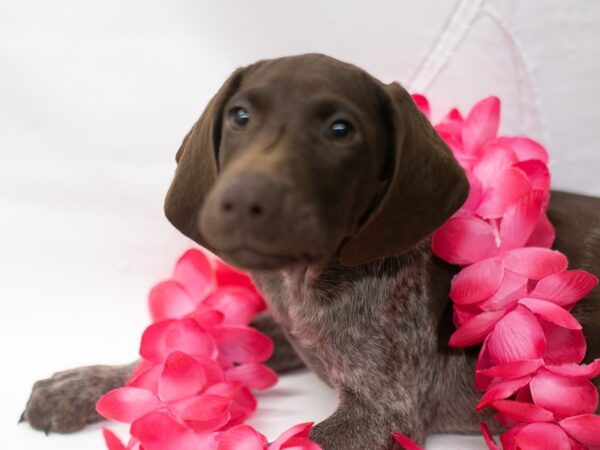 German Shorthair Pointer-DOG-Female-Liver & White-15116-Petland Wichita, Kansas