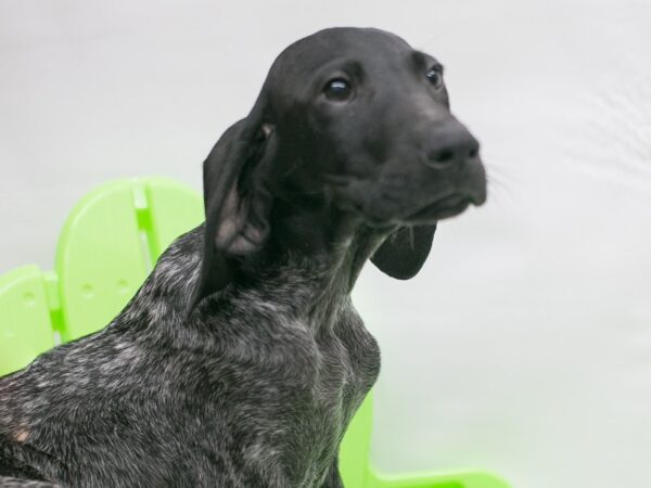 German Shorthair Pointer DOG Male Black & White 15115 Petland Wichita, Kansas