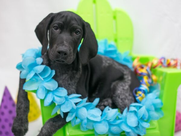 German Shorthair Pointer DOG Male Black & White 15114 Petland Wichita, Kansas