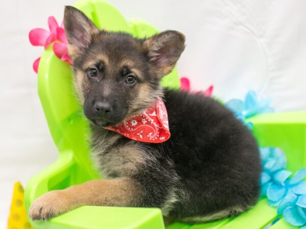 German Shepherd DOG Male Black & Tan 15113 Petland Wichita, Kansas