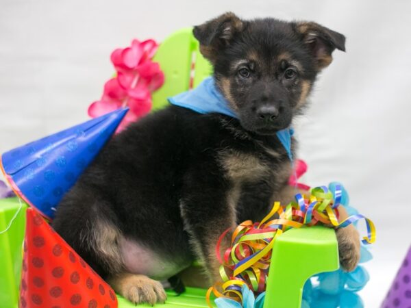 German Shepherd DOG Male Black & Tan 15112 Petland Wichita, Kansas