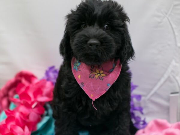 Whoodle DOG Female Dark Chocolate 15111 Petland Wichita, Kansas