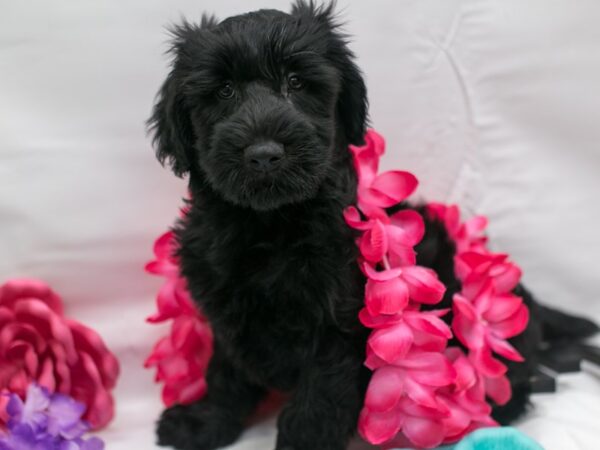 Whoodle DOG Male Black 15110 Petland Wichita, Kansas