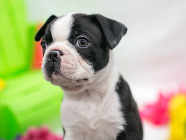 Boston Terrier DOG Male Black & White 15109 Petland Wichita, Kansas