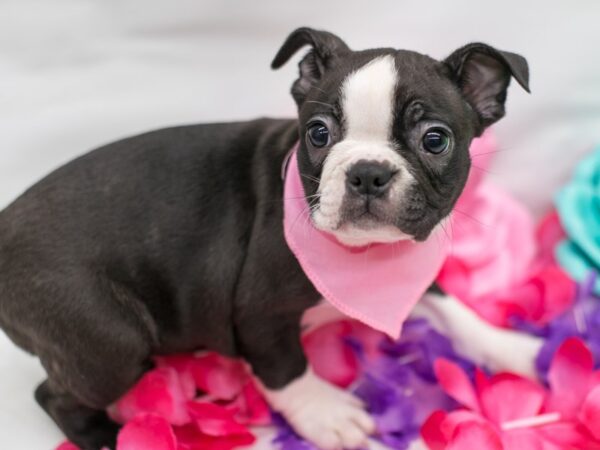 Boston Terrier DOG Female Brindle & White 15108 Petland Wichita, Kansas