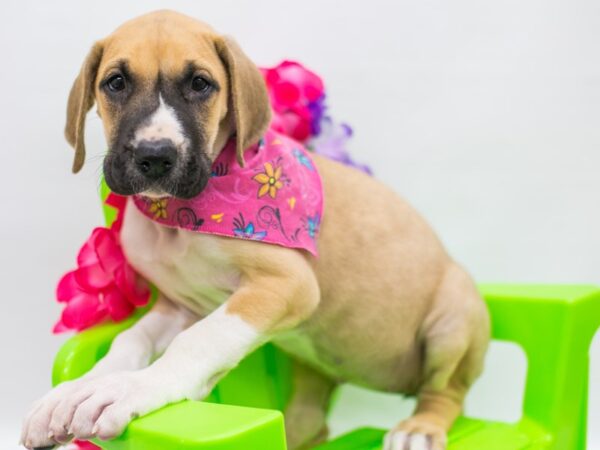 Great Dane DOG Female Fawn Mantle 15161 Petland Wichita, Kansas