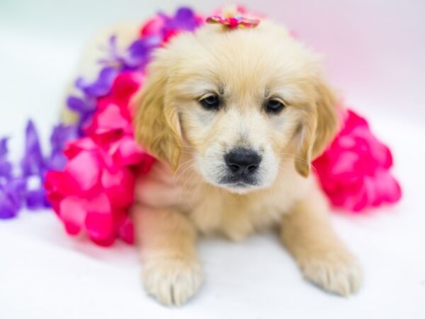 Golden Retriever DOG Female Gold 15157 Petland Wichita, Kansas