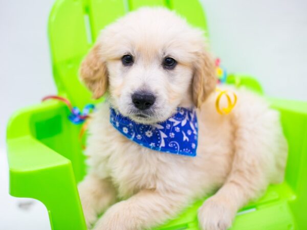 Golden Retriever-DOG-Male-Gold-15156-Petland Wichita, Kansas
