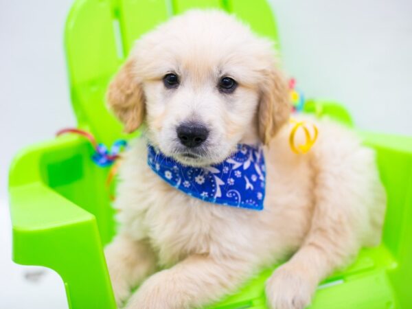 Golden Retriever DOG Male Gold 15156 Petland Wichita, Kansas