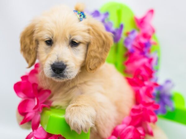 Golden Retriever DOG Female Gold 15155 Petland Wichita, Kansas