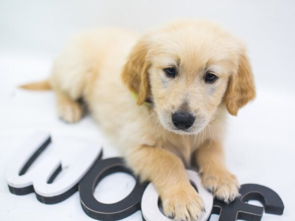 Golden Retriever DOG Male Gold 15154 Petland Wichita, Kansas