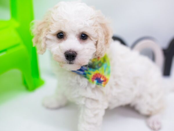 Bichon Frise DOG Male White 15150 Petland Wichita, Kansas