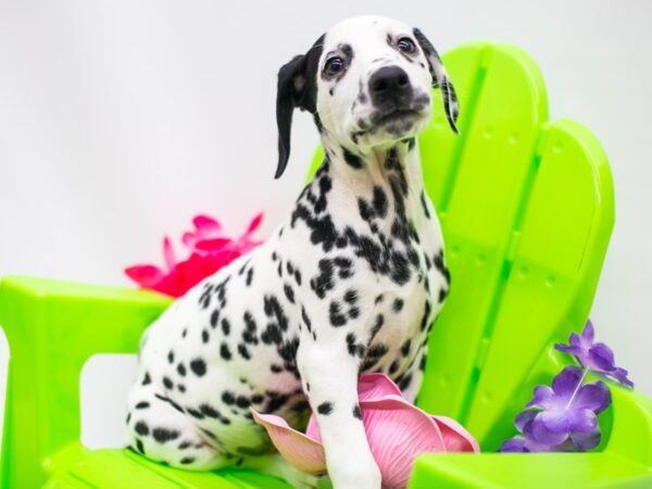 Dalmatian DOG Female White & Black 15149 Petland Wichita, Kansas