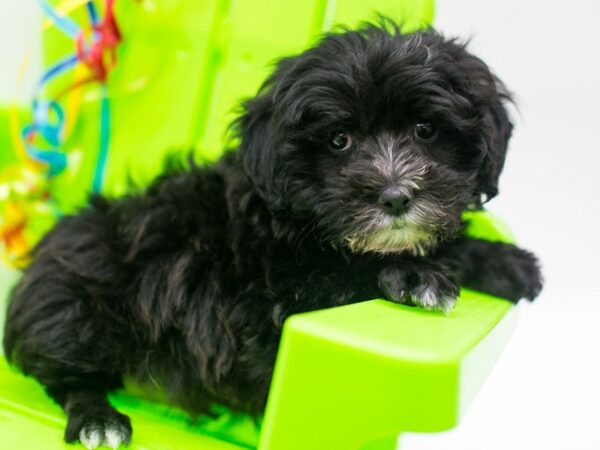 Morkie Poo DOG Male Black & White 15146 Petland Wichita, Kansas