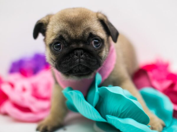 Pug DOG Female Fawn 15164 Petland Wichita, Kansas