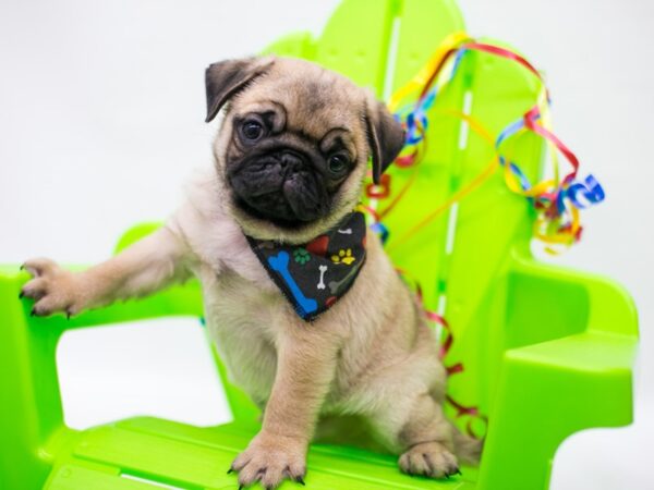 Pug DOG Male Fawn 15163 Petland Wichita, Kansas