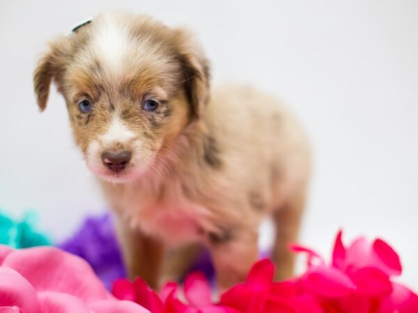 Toy Australian Shepherd DOG Female Red Merle 15170 Petland Wichita, Kansas