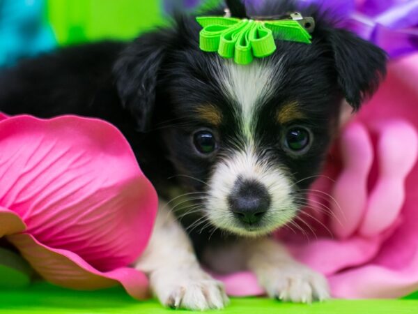 Toy Australian Shepherd DOG Female Black Tri 15168 Petland Wichita, Kansas