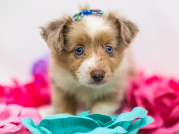 Toy Australian Shepherd-DOG-Female-Red Merle-15167-Petland Wichita, Kansas