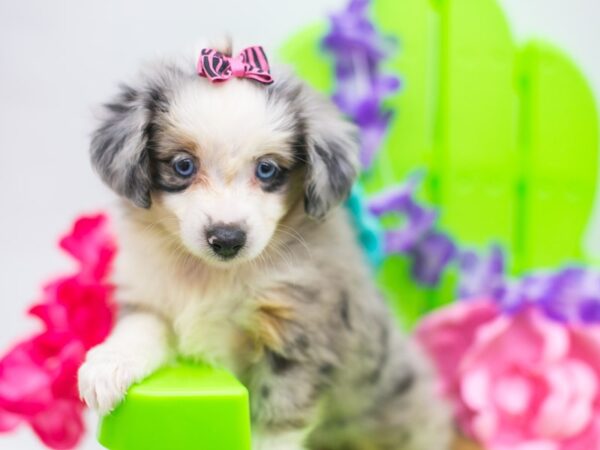 Toy Australian Shepherd DOG Female Blue Merle 15169 Petland Wichita, Kansas