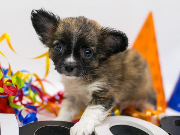 Chihuahua DOG Male Brindle 15165 Petland Wichita, Kansas