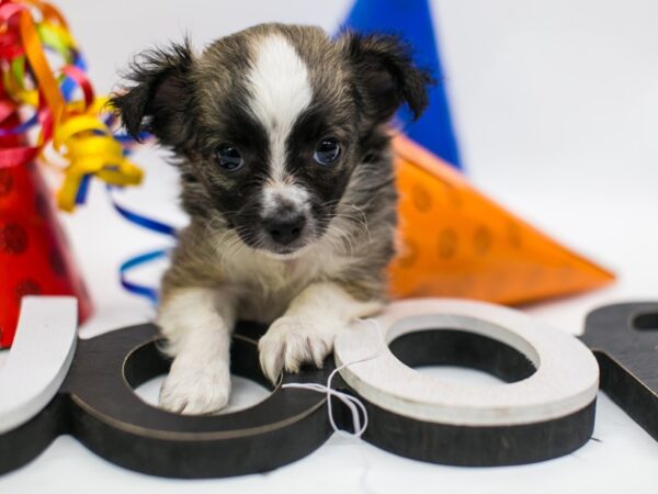 Chihuahua DOG Male Dark Sable 15166 Petland Wichita, Kansas