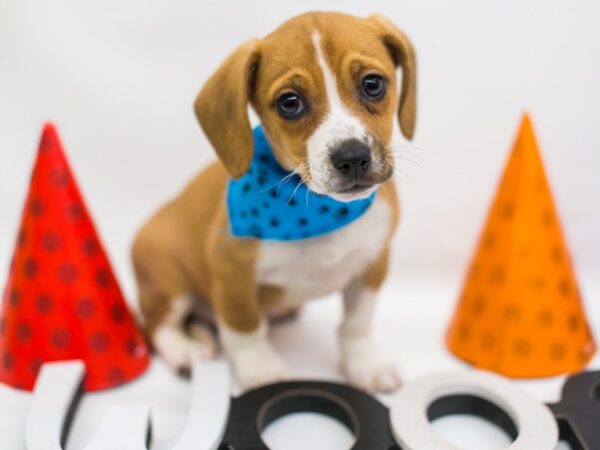 Cheagle DOG Male Red & White 15162 Petland Wichita, Kansas