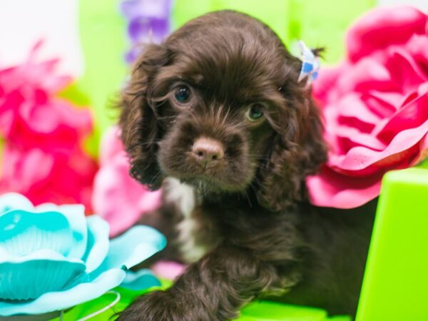 Cocker Spaniel DOG Female Chocolate & White 15159 Petland Wichita, Kansas