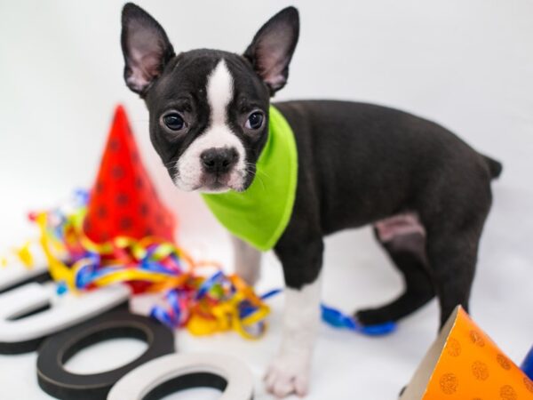 Boston Terrier DOG Male Black & White 15151 Petland Wichita, Kansas