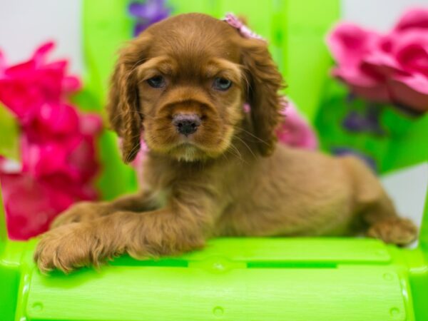 Cocker Spaniel DOG Female Red Buff 15158 Petland Wichita, Kansas