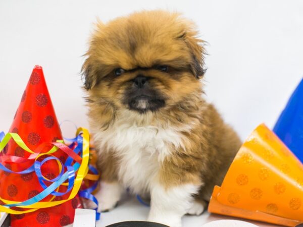 Pekingese DOG Male Red Fawn & White 15148 Petland Wichita, Kansas