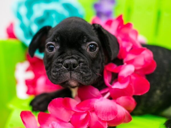 French Bulldog-DOG-Female-Brindle-15153-Petland Wichita, Kansas