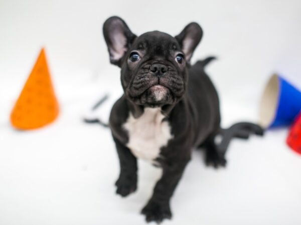 French Bulldog DOG Male Black & White 15152 Petland Wichita, Kansas