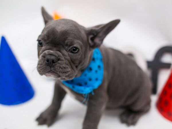 French Bulldog DOG Male Blue 15160 Petland Wichita, Kansas