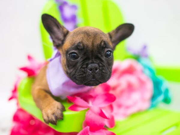 French Bulldog DOG Female Red Fawn w/Black Mask 15147 Petland Wichita, Kansas