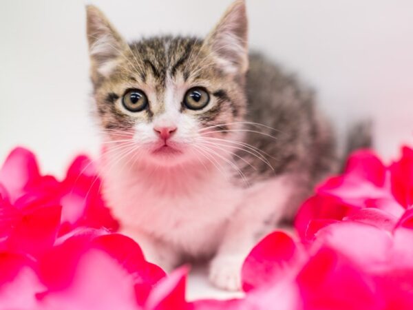 Kitten CAT Female Tabby 15206 Petland Wichita, Kansas