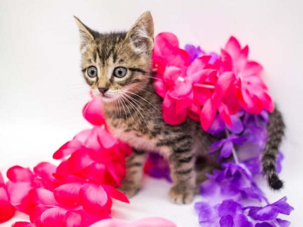 Kitten CAT Female Tabby 15205 Petland Wichita, Kansas