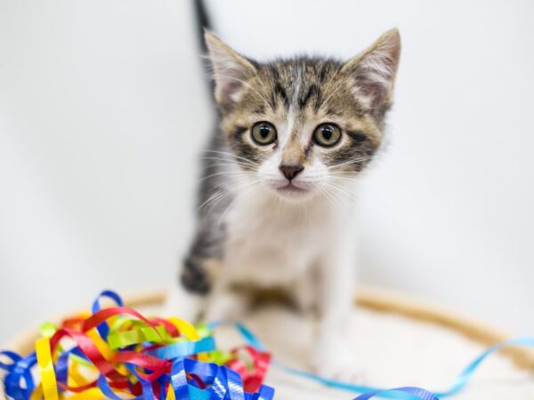 Kitten CAT Male Tabby 15204 Petland Wichita, Kansas