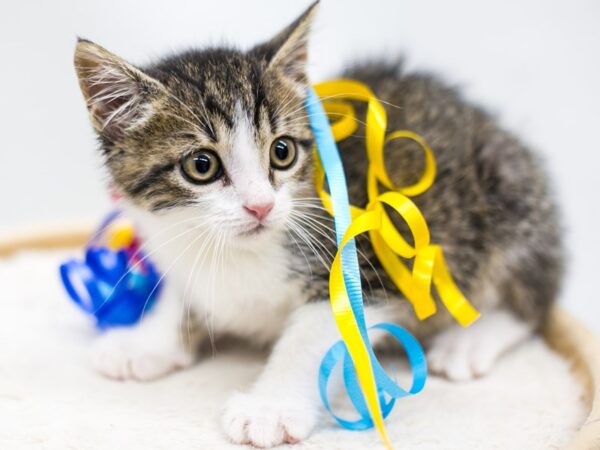 Kitten CAT Male Tabby 15203 Petland Wichita, Kansas